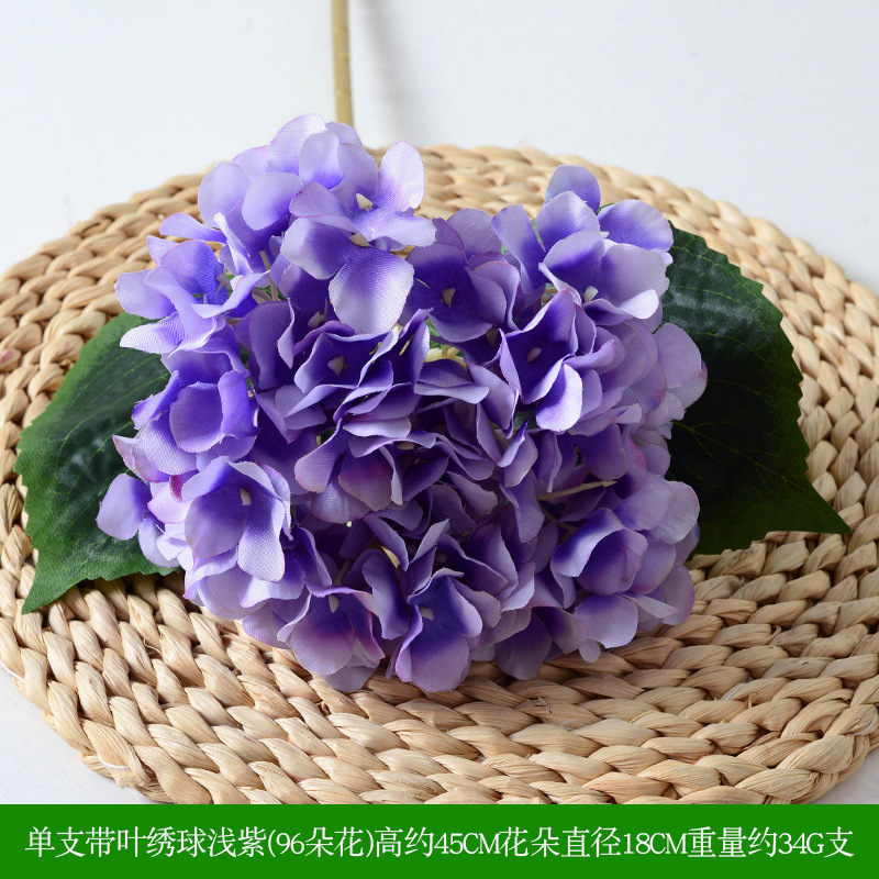 Hortensia avec feuilles violet clair