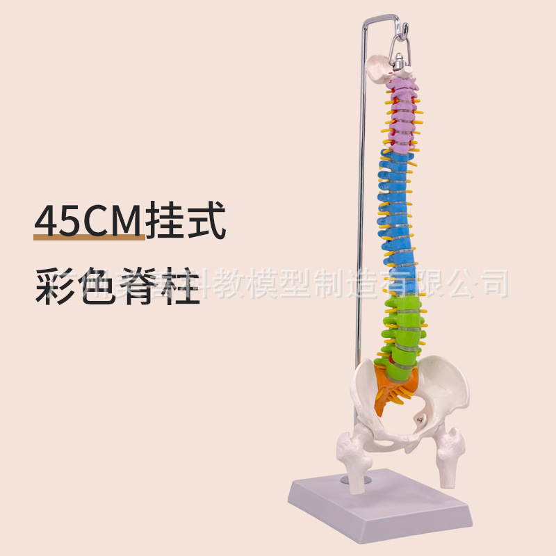 Colonne vertébrale colorée suspendue de 45 cm