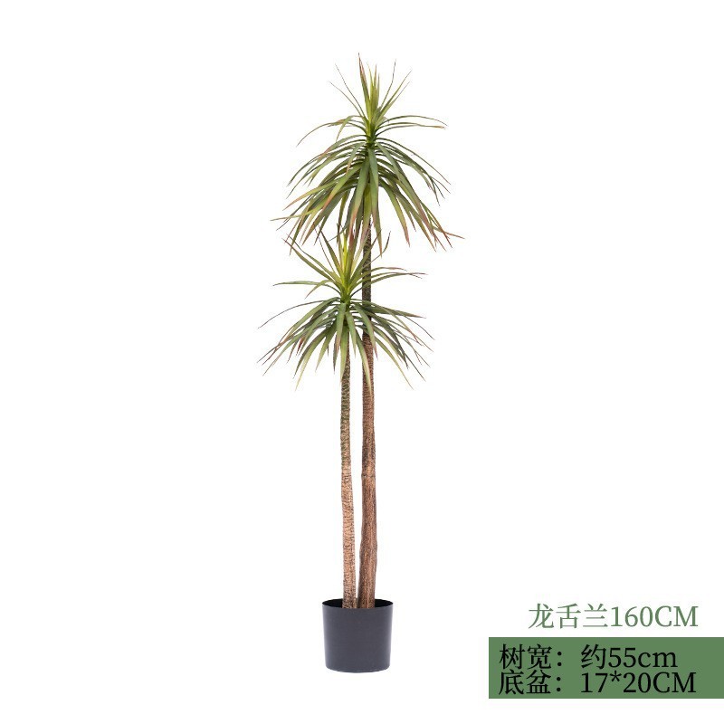 Agave à feuilles étroites, double tige, 160 cm (livré avec base noire)