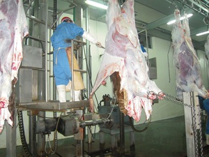 每天500线栏杆系统羊羊肉胴体栏杆肉栏杆建在屠宰场 - Product Image 3