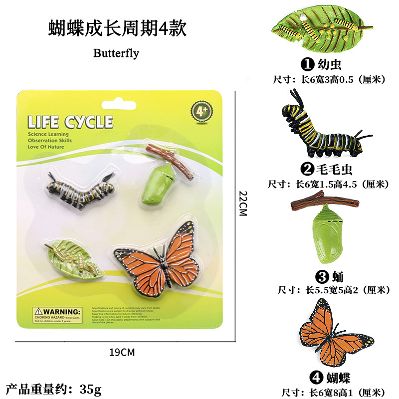 Ciclo de crecimiento de la mariposa 4 tipos (placa de succión)