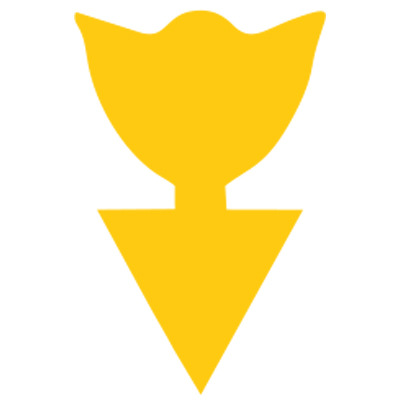 Tulipán