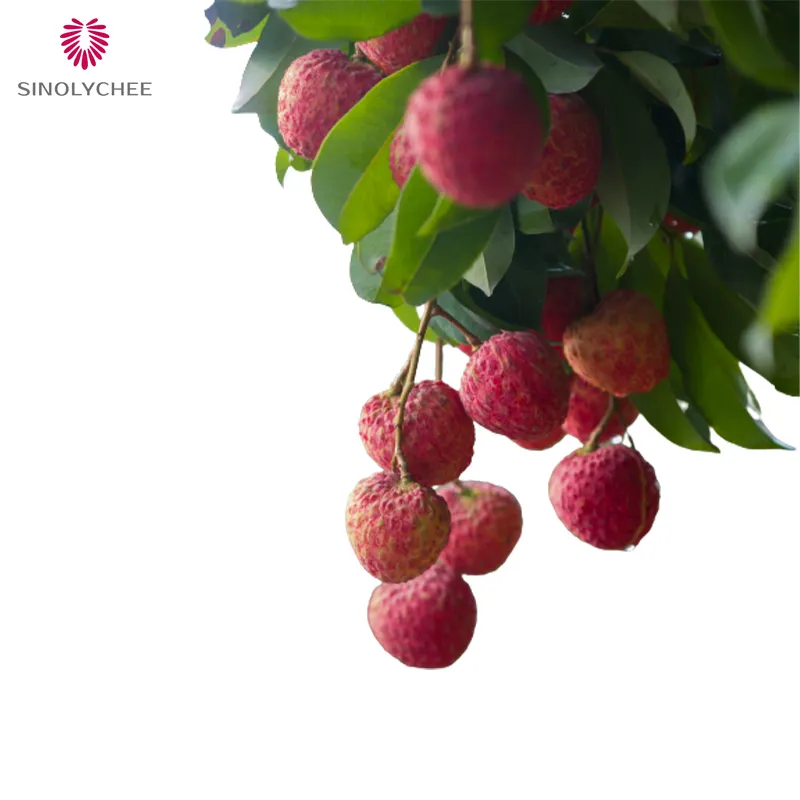 Premium Importateurs Produits agricoles en vrac Autres litchis tropicaux Litchi frais pour fruits frais