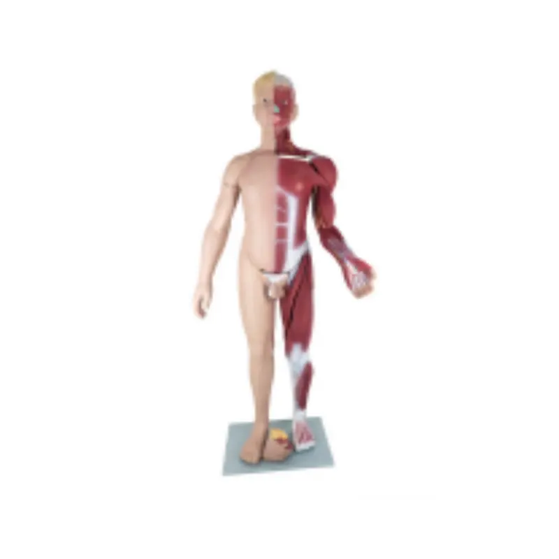 YA/L103 muscolo del livello del corpo umano con modello di organi interni