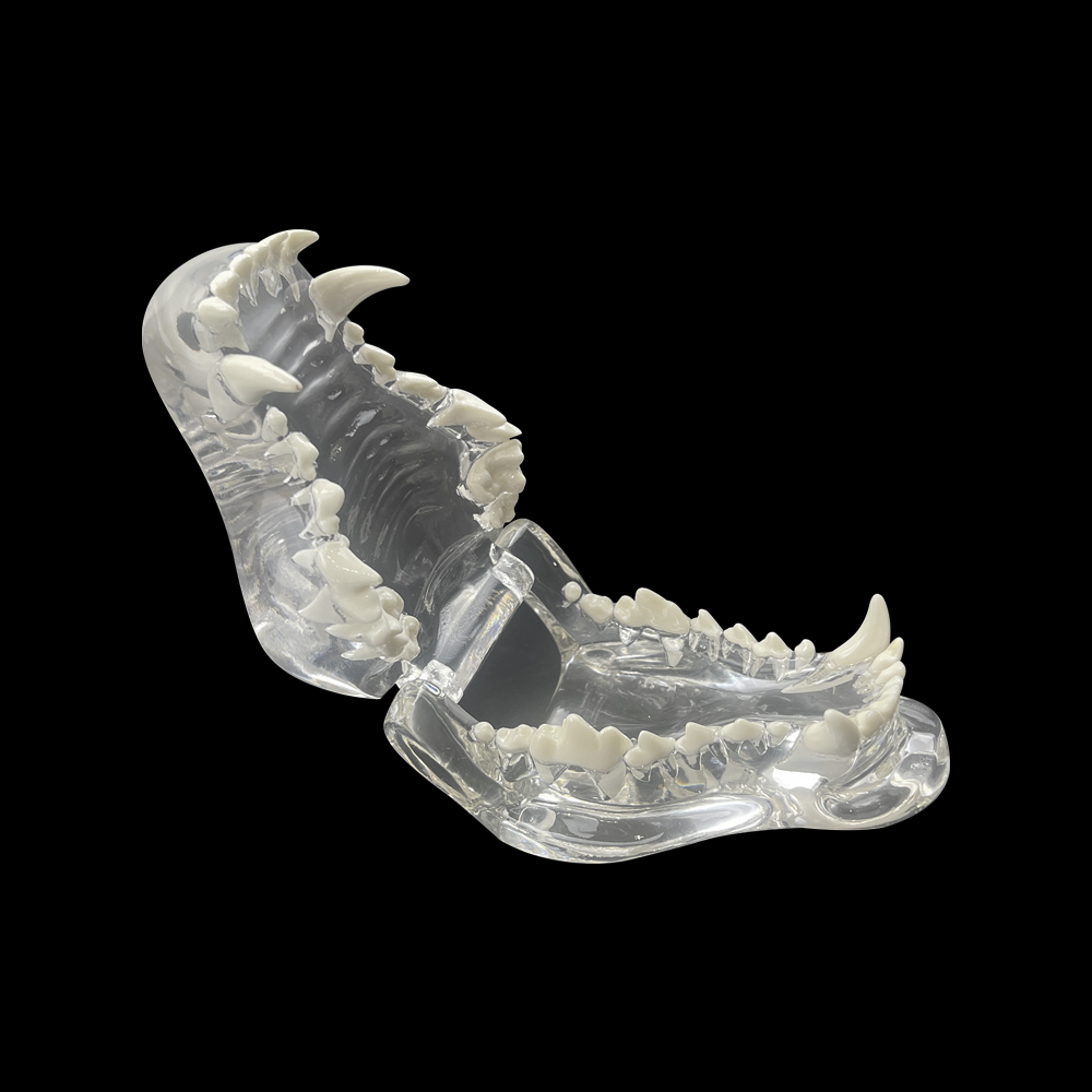 transparent dog teeth model
