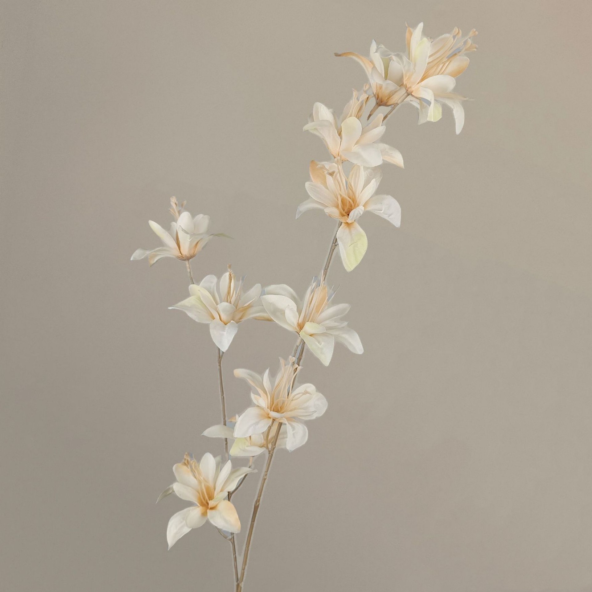 Wind Rain Blue-Champagne-105cm