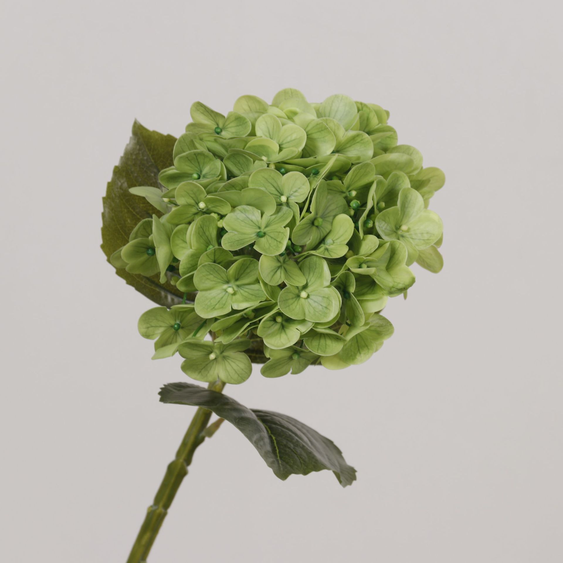 Green 50cm