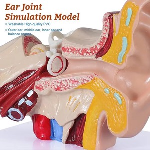 Ciencia tipo anatómico simulación de oído humano modelo de escritorio 1.5X - Product Image 4