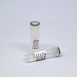 Tinzyme <strong>T4</strong> Polynucleotide Kinase for 5' End Labeling Phosphorylation of Oligonucleotides DNA RNA - Product Image 5