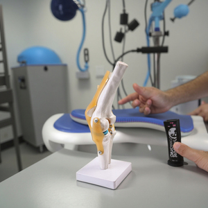 <strong>Human</strong> Functional PVC Knee Joint Ligament <strong>Group</strong> Model for Orthopedics Teaching Includes Knee Cap Nurse Training Medical Science