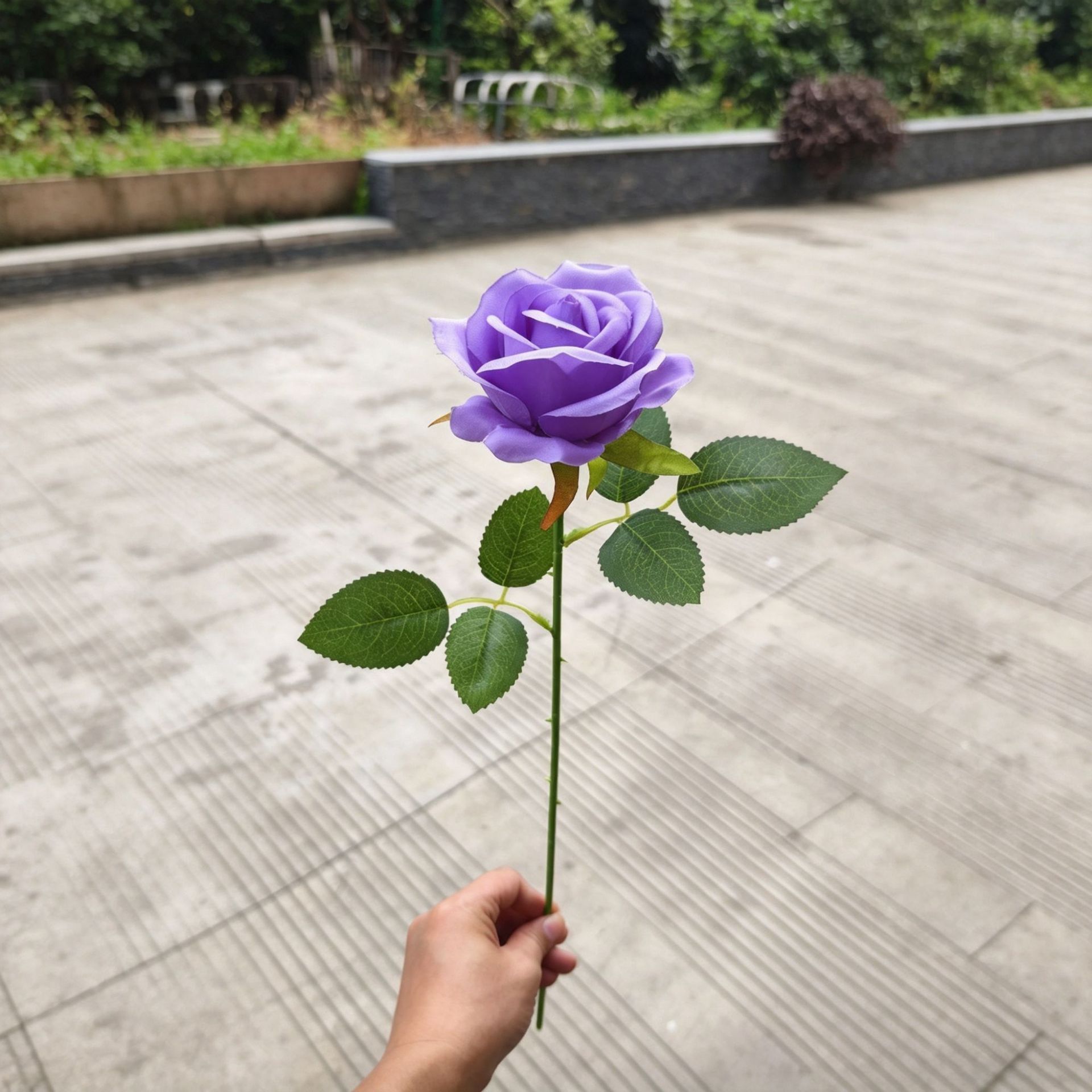 Purple pearl rose