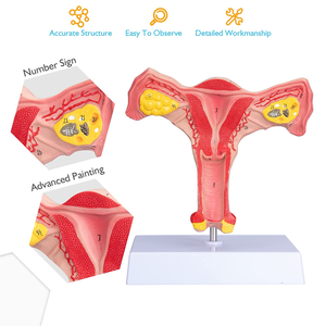 Tıbbi bilim büyütülmüş insan anatomik modeli Normal eğitim modelleri İnsan anatomisi Uterus modeli Uterus öğretim - Product Image 4