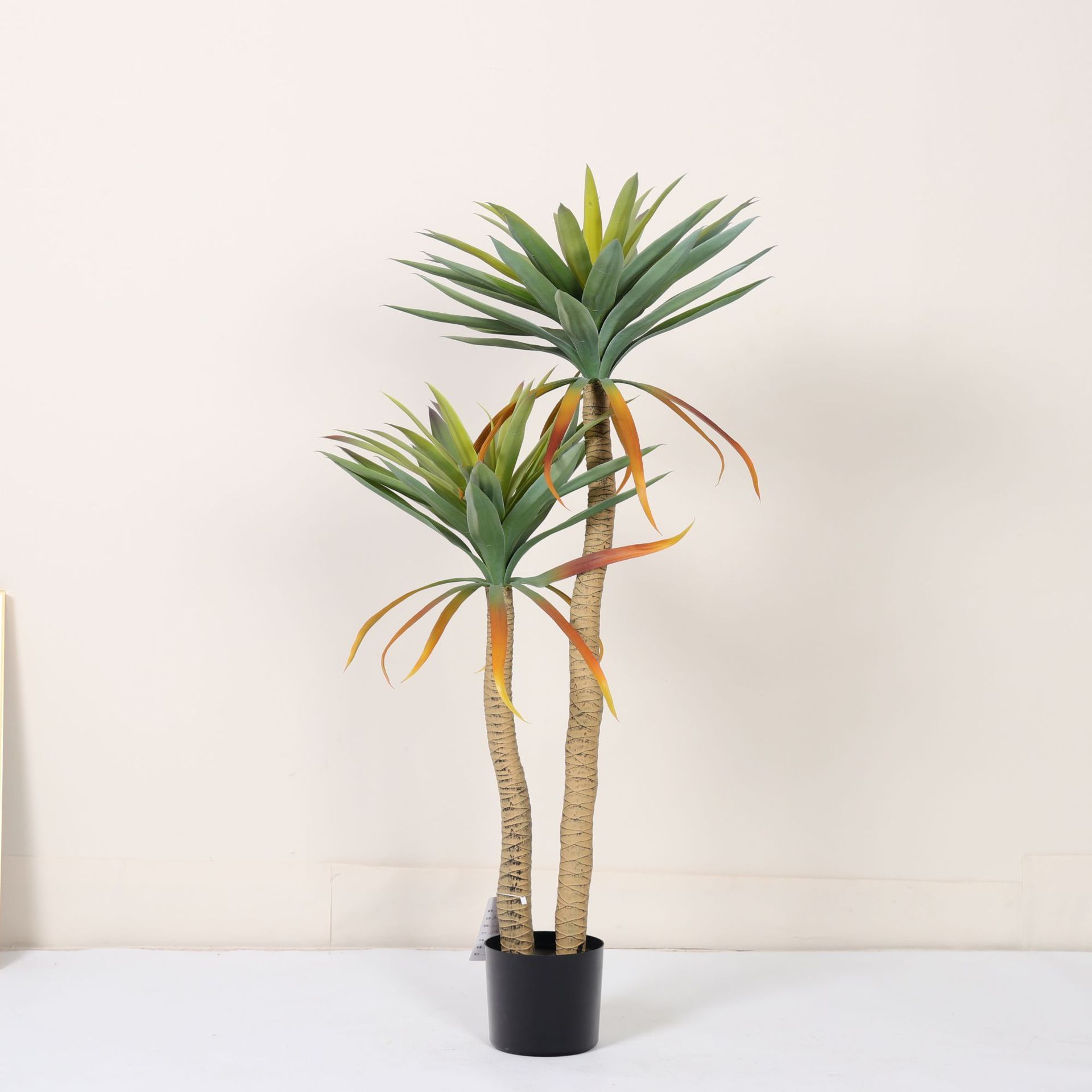 Agave à double tige avec queue de phénix, 1,2 mètre