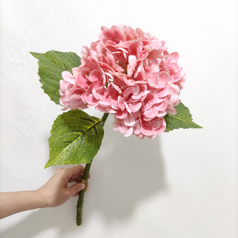 rosa 4