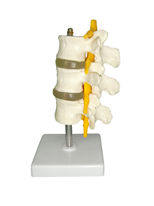 Lumbar Vertebrae Model with Spinal Cord and Spinal <strong>Nerve</strong> - Product Image 3