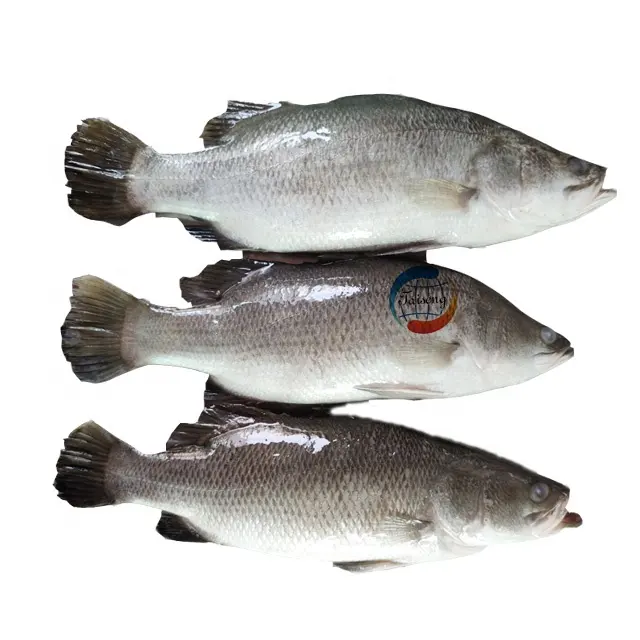 Dondurulmuş deniz ürünleri balık taze deniz satılık bas