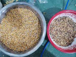 Macchina per la selezione di colori di plastica per il colore della Quinoa per il pisello di orzo