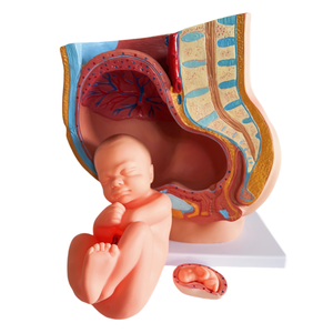 女性用骨盤モデル等身大PVC解剖モデル妊娠9ヶ月幼児胎児取り外し可能なデザイン