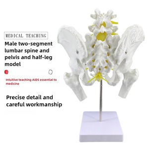 Life-Size Male Femur with Lumbar and Pelvic Model for Medical Science Education for School Teaching and <strong>Explanation</strong> - Product Image 3