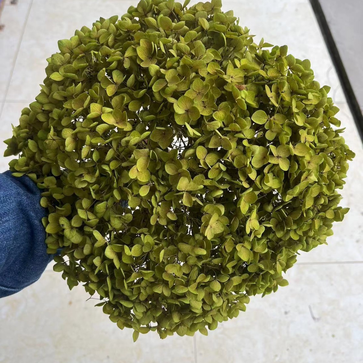 Verde amarillo claro