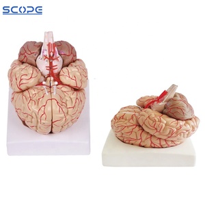 SC-A1049 Human Brain Cerebrovascular Cerebroarterial <strong>Nerve</strong> Artery Anatomical Model Brain Model with Artery and <strong>Nerve</strong> - Product Image 3