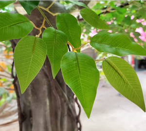 Large Indoor Artificial Banyan <strong>Tree</strong> Landscape Engineering Artificial Large Banyan <strong>Tree</strong> Manufacturers - Product Image 4