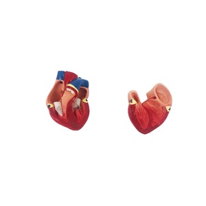 PVC Anatomical Model of <strong>Larynx</strong> Heart Lung for Medical Teaching &amp; Asthma Demonstration for Schools and Hospitals - Product Image 5