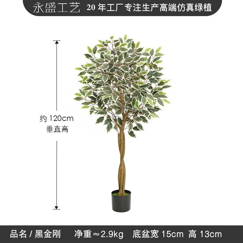 120cm white edge banyan tree
