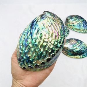 เปลือกหอยเปลือกหอยเปลือกหอยเป๋าฮื้อธรรมชาติสะอาดและขัดเงาสูง - Product Image 3