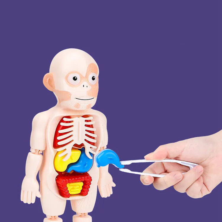 HOYE الحرف 3d تجميعها الاعضاء البشرية لعبة مجسمة للأطفال إلى التعلم الجسم أجزاء