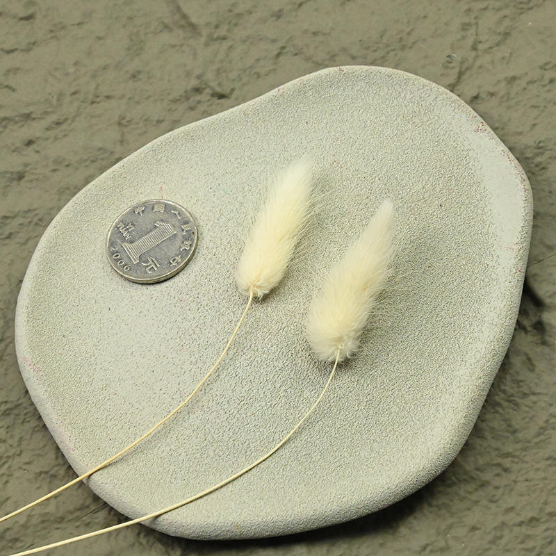 A white branch of rabbit tail grass