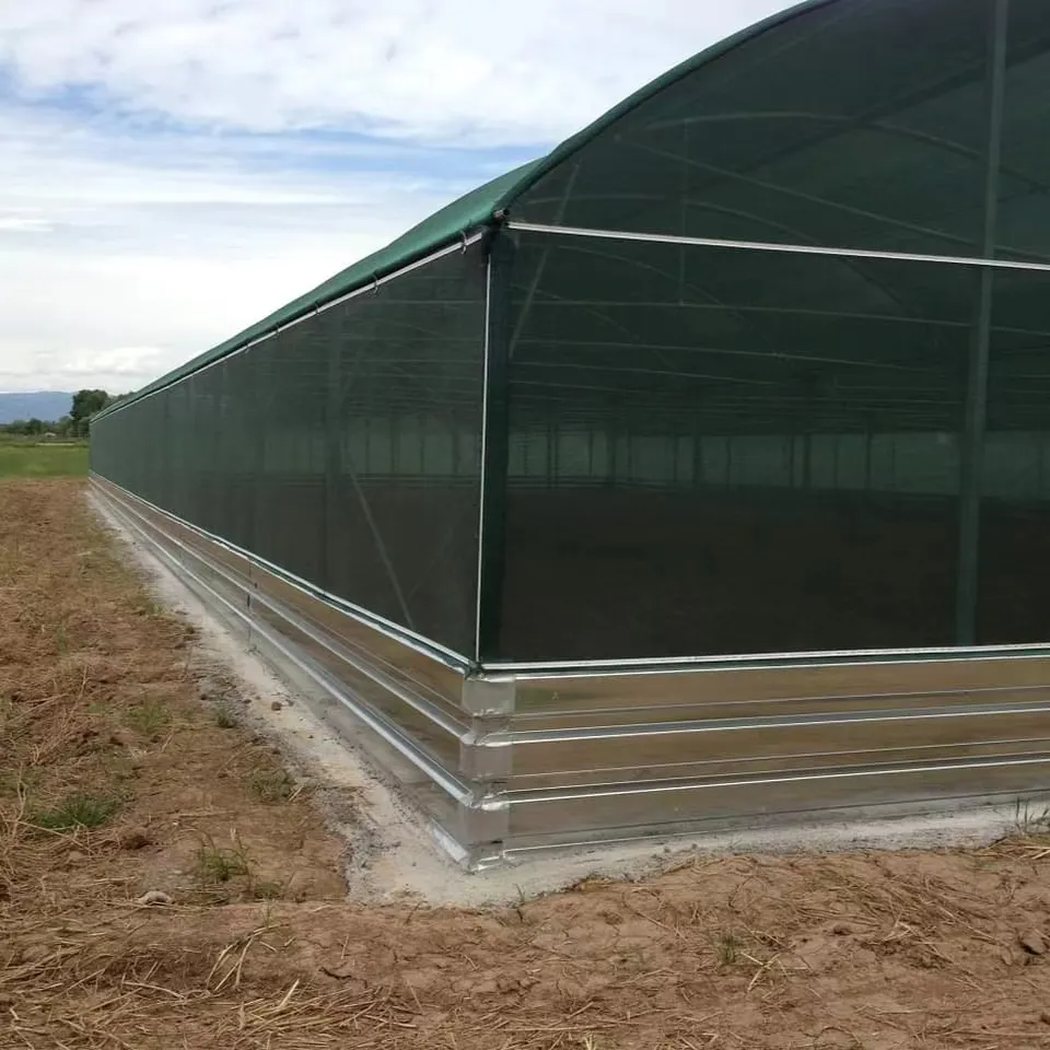Invernadero de túnel agrícola barato con sistema de refrigeración Invernadero de cultivo de caracoles de pollo Comercial a la venta