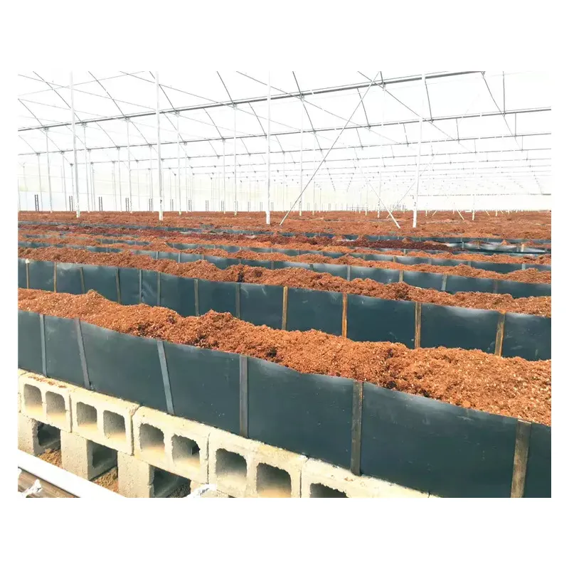 Coltivazione idroponica agricola in serra che trapiantano piantine di pomodoro in mangiatoie in pp coltivazione idroponica