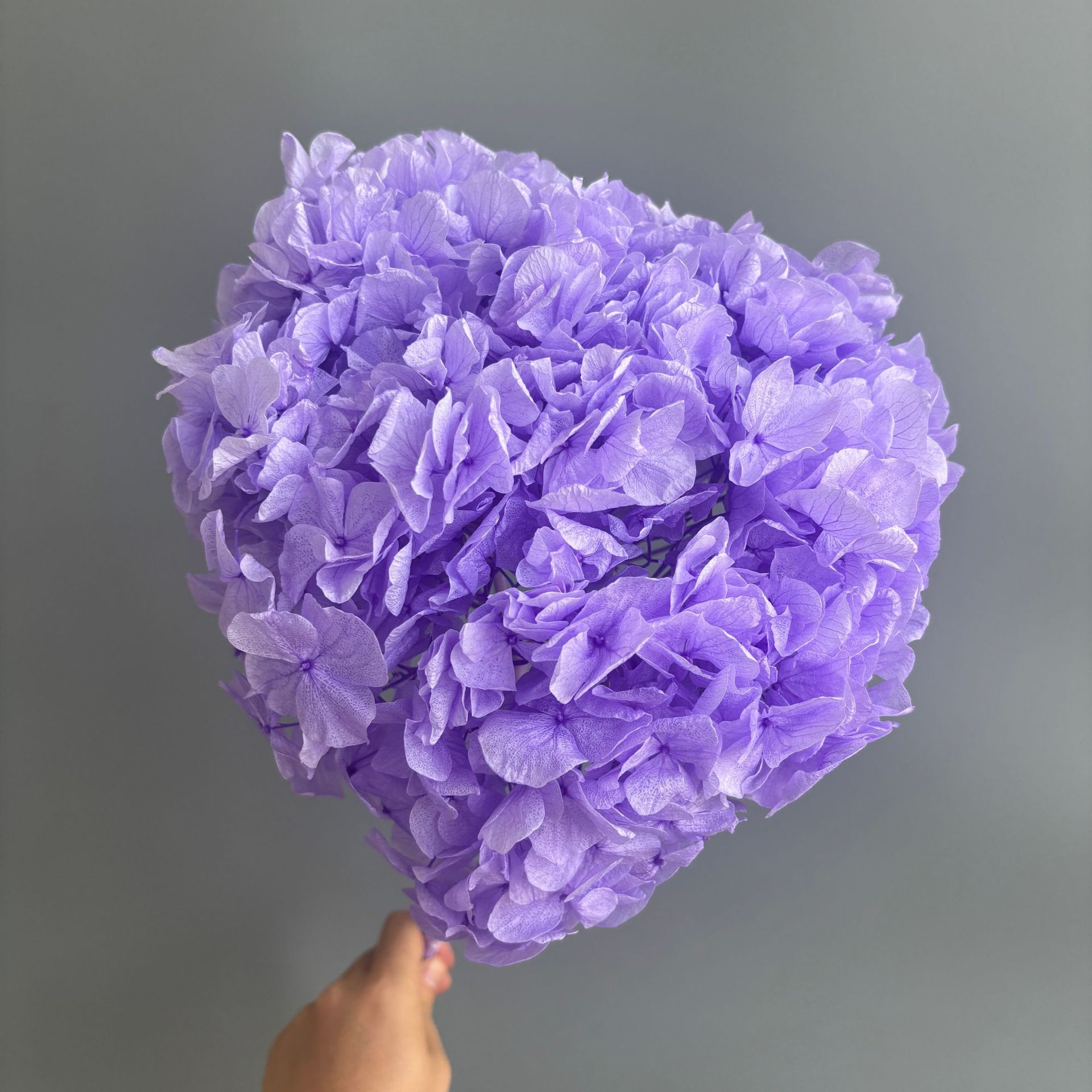 Pourpre