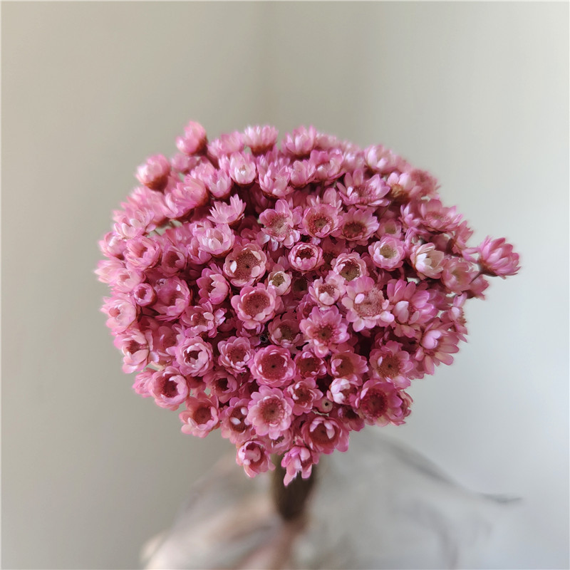 50 stems - Pink