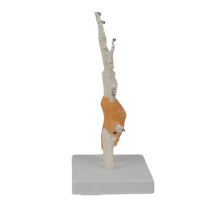 Functional PVC Hand Joint Model Human Skeletal Teaching Manikin for <strong>Medical</strong> Science Training <strong>in</strong> Schools and Hospitals - Product Image 5