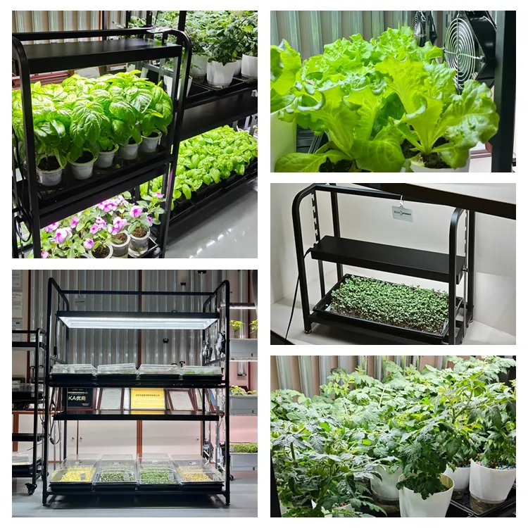 มะเขือเทศปลูกดอกไม้สมุนไพรผักชุดชาวไร่ระบบ LED Grow Rack พร้อมโคมไฟ 6400k