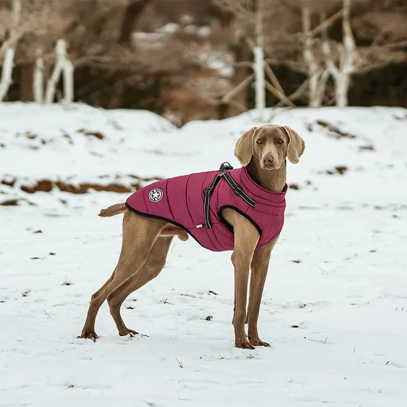 Hot Sale Designer Windhond Winter Hond Jas Reflecterende Outdoor Waterdichte Jas In Xl Xxl Maten Huisdier Warme Kleding Jas
