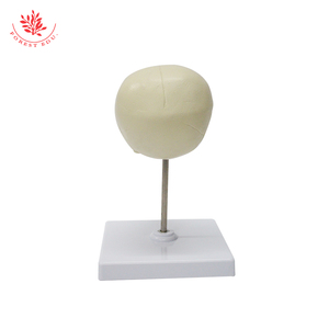 Infant Skull Model Anatomical Life Sized Hand Painted <strong>Human</strong> <strong>Fetus</strong> - Product Image 4
