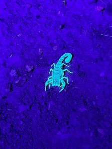 UV פנס 100 LED Blacklight 395nm עקרב UV פנס שחור אור עבור כלב חתול שתן