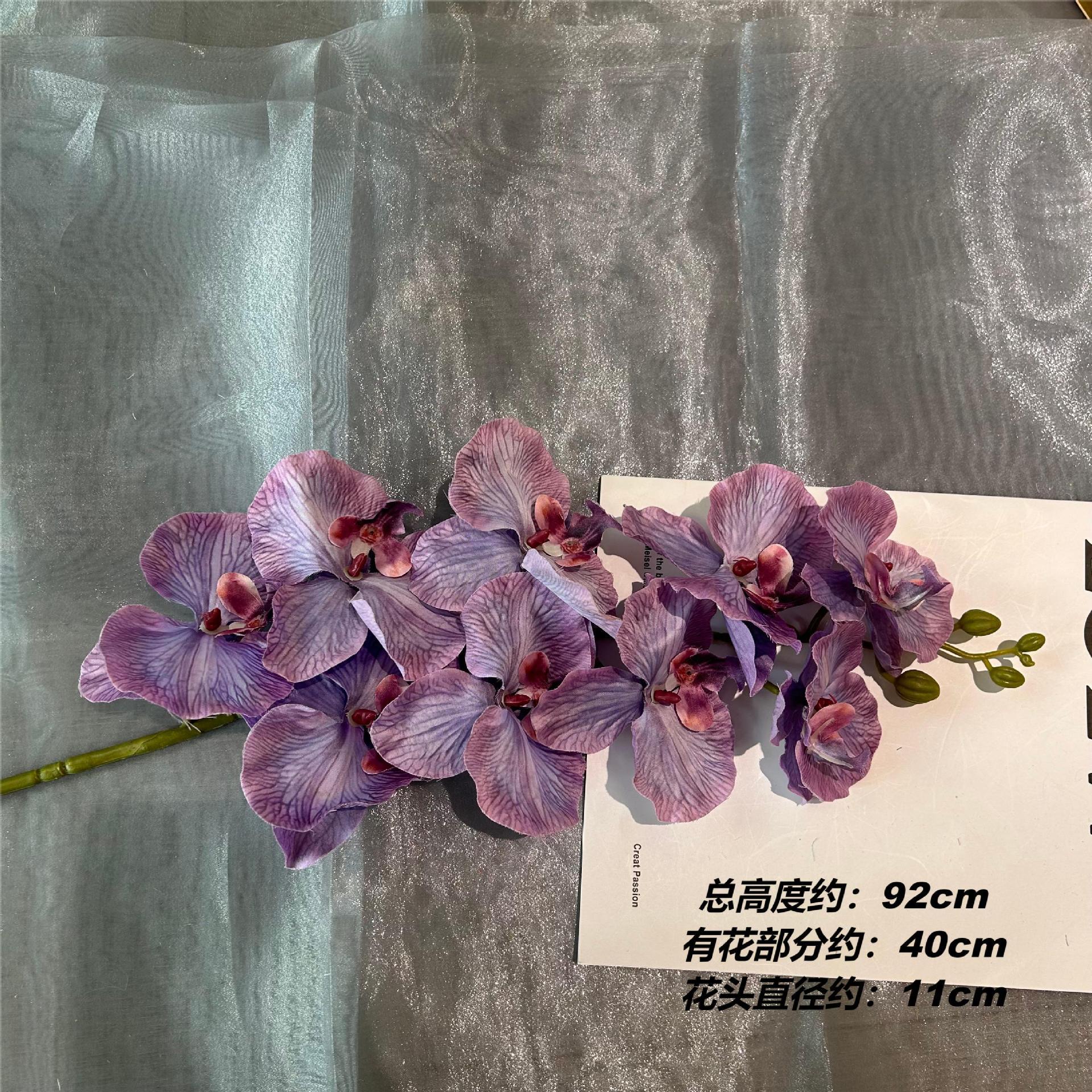 Mj phalaenopsis