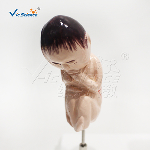 รูปแบบการสาธิตเปรียบเทียบของทารกในครรภ์ที่มีสุขภาพดีกับผู้สูบบุหรี่เพื่อการฝึกอบรม