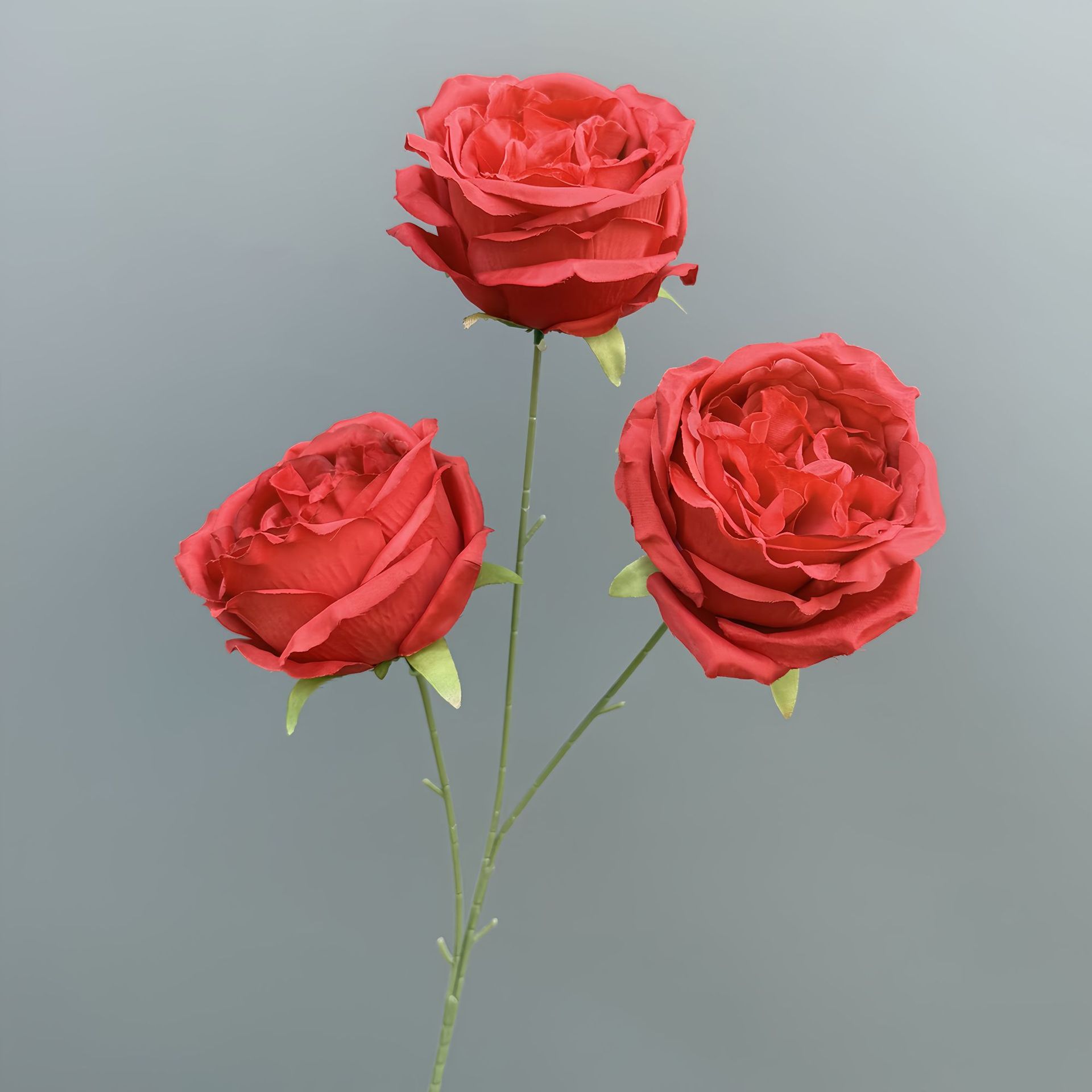 Nouveau austin-rouge-68 cm