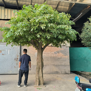 Açık merkez veya alışveriş merkezi dekorasyonu için yapay Ficus ağacı yapay Banyan ağacı - Product Image 1
