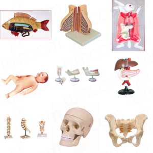 Wincom bilim anatomi modelleri kulak 3d anatomik Model tıp eğitimi İnsan orta kulak modeli - Product Image 2