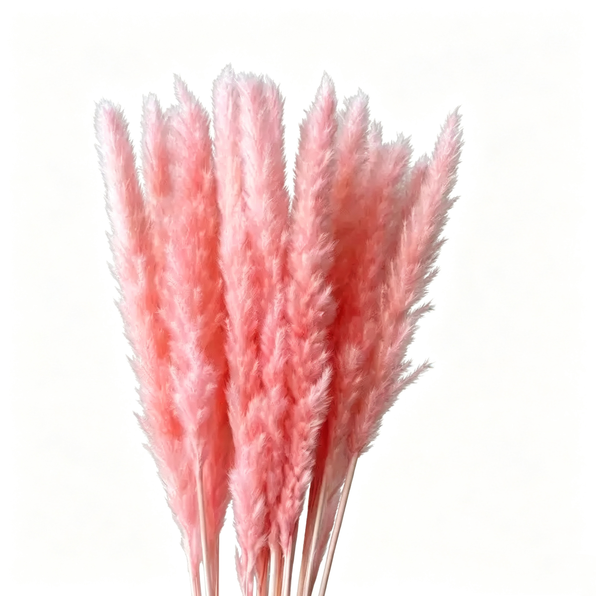 Pêche rose