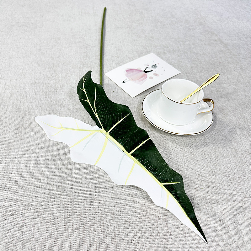 Alocasia unique blanc et vert