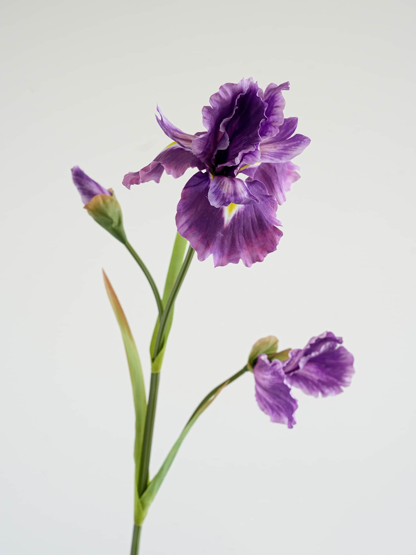 Pourpre