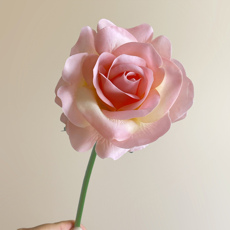 04-Rose