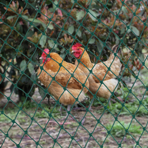 ตาข่ายรั้วไก่พลาสติกตัดตามความต้องการของตาข่ายไก่ - Product Image 4